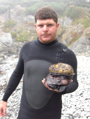 Haliotis rufescens