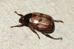 Anomala binotata