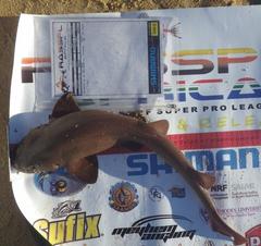 Haploblepharus fuscus