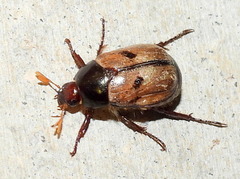 Anomala binotata