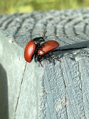 Chrysomela saliceti