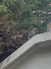 Turdus chiguanco