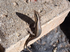 Trachylepis punctatissima