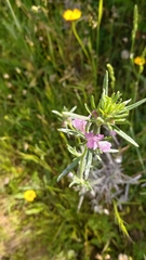 Misopates