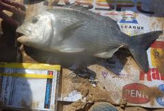 Sparodon durbanensis