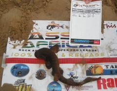 Haploblepharus fuscus