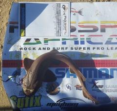 Haploblepharus fuscus