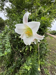 Lilium longiflorum scabrum