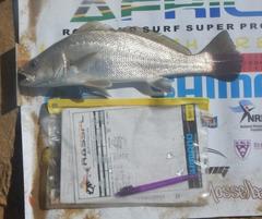 Argyrosomus