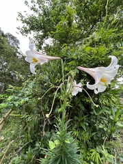 Lilium longiflorum scabrum