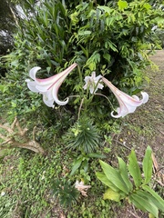 Lilium longiflorum scabrum