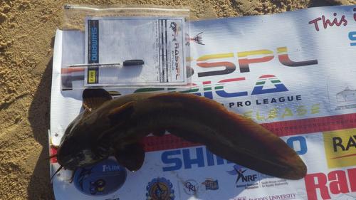 Nkunga eeltail catfish (Plotosus nkunga) — Plotosidae — 5