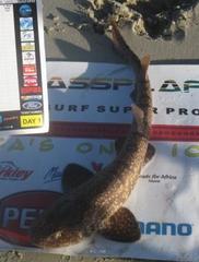 Haploblepharus pictus