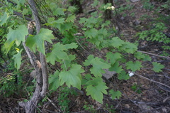 Dioscorea nipponica