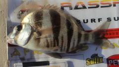 Diplodus hottentotus