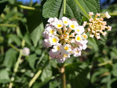 Lantana camara