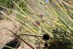 Tracheophyta
