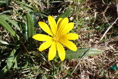 Gazania krebsiana serrulata