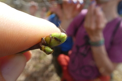 Torminalis glaberrima