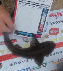 Haploblepharus pictus