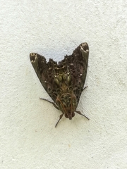 Pararcte schneideriana