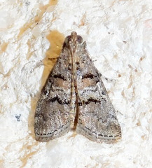 Pococera euphemella