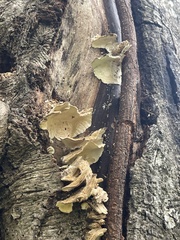 Trametes ochracea