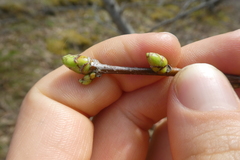 Torminalis glaberrima