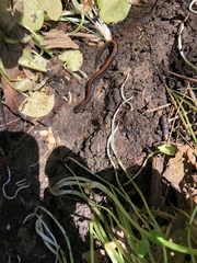 Plethodon cinereus