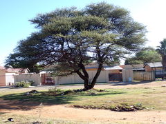 Vachellia