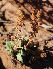 Crassula capitella thyrsiflora