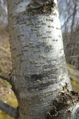 Torminalis glaberrima