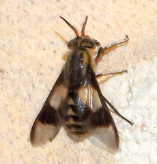 Chrysops callidus