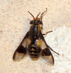 Chrysops callidus