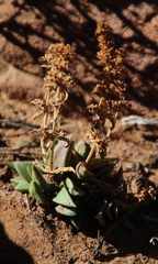 Crassula capitella thyrsiflora