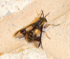 Chrysops callidus