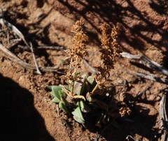 Crassula capitella thyrsiflora