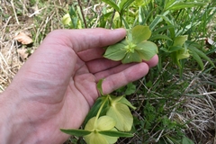 Helleborus odorus
