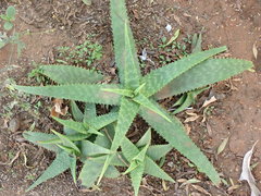 Aloe