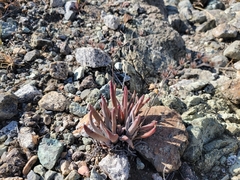 Dudleya abramsii bettinae