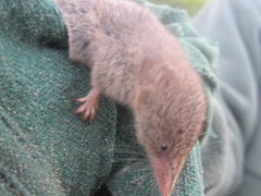 Myosorex varius