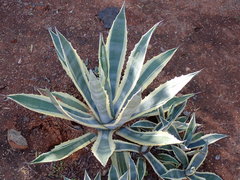 Agave americana