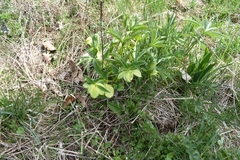 Helleborus odorus