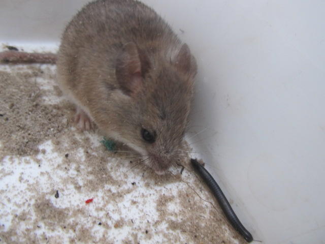 Kreb's African Fat Mouse