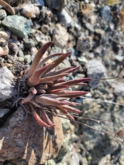 Dudleya abramsii bettinae