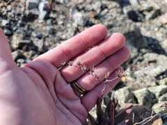 Dudleya abramsii bettinae