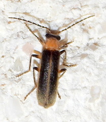 Podabrus quadratus