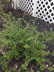 Cotoneaster apiculatus