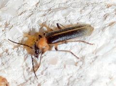 Podabrus quadratus