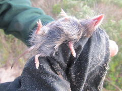 Myosorex varius